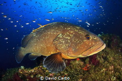 A Medes Island's big grouper with a lot of little fishes by David Carbo 